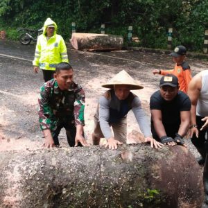 Pohon Tumbang Tutup Akses Jalan Koramil Pacet Bareng Polsek – BPBD dan Relawan Lakukan Evakuasi