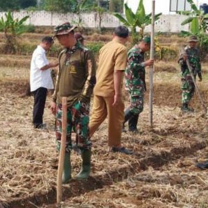 Dukung Ketahanan Pangan Koramil 0815/12 Ngoro Dampingi Poktan Tanam Jagung Serentak