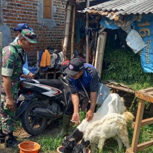 Terus Aktif Dampingi Petugas Distan, Babinsa Koramil Dlanggu Berharap PMK Terus Terkendali