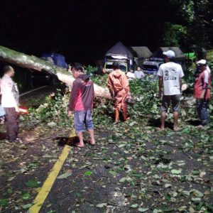 Gercep Polisi Bersama Warga Tangani Pohon Tumbang, Jalur Nasional Lintas Gumitir Kembali Lancar
