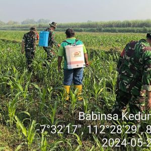 Dukung Ketahanan Pangan, Babinsa Koramil 0815/14 Dlanggu Kompak Bantu Petani Semprot Tanaman Jagung