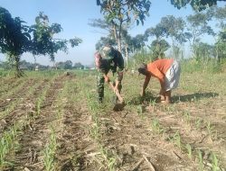 Ketahanan Pangan, Babinsa Bendunganjati Bantu Petani Bersihkan Rumput Liar di Lahan Jagung
