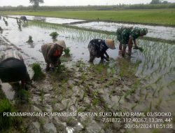 Babinsa Koramil 0815/03 Sooko Dampingi Petani Tanam Bibit Padi