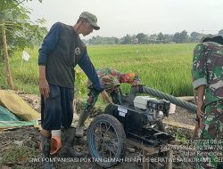 Maksimalkan Capaian Target Pengairan, Babinsa Berat Wetan Aktif Pantau Program Pompanisasi Lahan Sawah