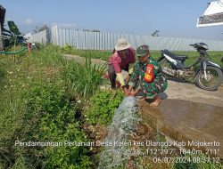 Genjot Pompanisasi, Babinsa Koramil 0815/Dlanggu Dampingi Poktan Airi Lahan Tanaman Padi