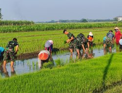 Kemanunggalan TNI-Rakyat, Satgas TMMD Ke-121 Kodim 0815/Mojokerto Bantu Warga Tanam Padi
