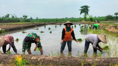 Dukung Ketahanan Pangan, Tiga Pilar Desa Pohkecik Turun Langsung Ke Sawah