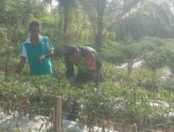 Babinsa Posramil Simpang Mamplam Dampingi Petani Cek Hama Pada Tanaman Cabai