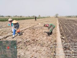 Bantu Para Petani, Babinsa Koramil Puri Aktif Dampingi Poktan Rawat Tanaman Jagung