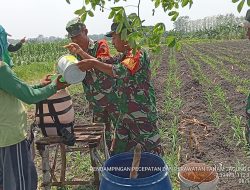 Babinsa Koramil Kemlagi Bantu Petani Percepatan Produksi Tanaman Jagung
