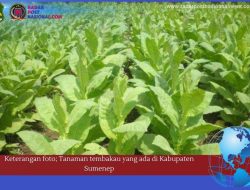 Pembangunan Irigasi, Langkah Strategis Pemkab Sumenep untuk Petani Tembakau
