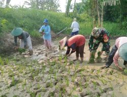 Kawal Program Hanpangan, Babinsa Pulorejo Koramil Dawar Dampingi Petani Tanam Padi