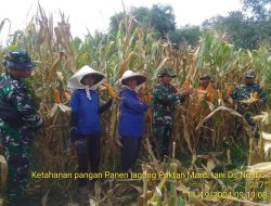 Ketahanan Pangan, Babinsa Pos Mojoanyar Bareng Poktan Panen Jagung