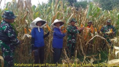 Ketahanan Pangan, Babinsa Pos Mojoanyar Bareng Poktan Panen Jagung