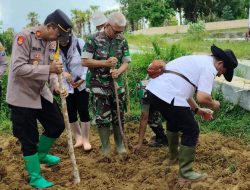 Tiga Pilar Kecamatan Lenteng Gelar Tanam Jagung Bersama untuk Mendukung Ketahanan Pangan Nasional