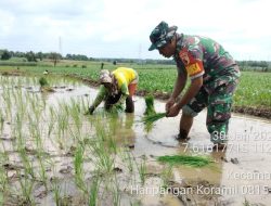 Babinsa Koramil 0815/15 Jatirejo Dampingi Petani Desa Bleberan Tanam Padi