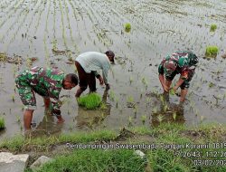 Babinsa Koramil 0815/05 Gedeg Dampingi Petani Tanam Padi Wujudkan Ketahanan Pangan Wilayah