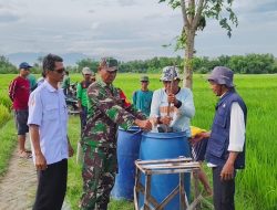 Gerdal Hama Wereng di Desa Sidorejo, Upaya Koramil 0815/07 Jetis Bareng Petani Jaga Produksi Padi