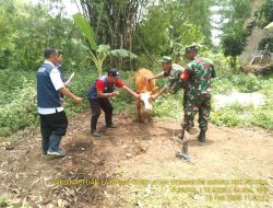 Babinsa Koramil 0815/12 Ngoro Dampingi PPL Lakukan Vaksinasi PMK