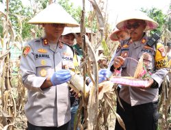 Panen Raya Jagung Serentak Tahap 1, Kapolresta Perkuat Ketahanan dan Swasembada Pangan