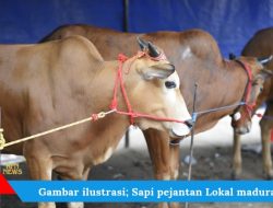 Pemotongan Hewan di Luar RPH Merajalela, Standar Spesifikasi Pemotongan Hewan Ternak (Sapi) Terabaikan