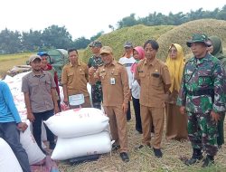 Koramil 0815/14 Dlanggu Bareng Bulog Bersinergi Serap Gabah Petani Desa Ngembeh