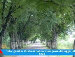 Jejak Kolonial di Pinggir Jalan: Mengapa Belanda Menanam Pohon Asam Jawa?