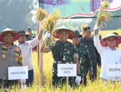 Produksi Gabah Meningkat, Dandim 0815 Bersama Forkopimda Kabupaten Mojokerto Hadiri Panen Raya Serentak di Dlanggu