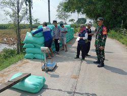Babinsa Jatipasar Dampingi Bulog Serap Gabah Petani