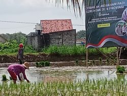 Tanam Padi Serentak 14 Provinsi Bersama Presiden RI, Pemkab Sumenep Targetkan 25.081 Hektare di 2025