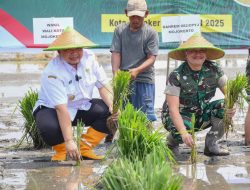 Tanam Padi Serentak Bersama Presiden Prabowo, Pemerintah Kota Mojokerto Optimalkan Lahan Sawah