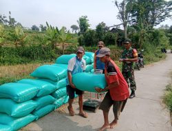Babinsa Koramil 0815/16 Pacet Aktif Dampingi Serapan Gabah Petani di Warugunung