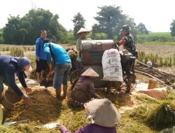 Panen Padi di Desa Baureno, Babinsa : Dukungan Terhadap Petani Akan Terus Kami Lakukan
