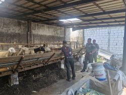 Ketulusan Dibalik Seragam: Dandim 0815/Mojokerto Apresiasi Prajurit Bangun Usaha Peternakan Kambing