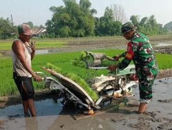Tingkatkan Produktivitas, Babinsa 0815/09 Mojosari Bantu Tanam Padi di Kebondalem