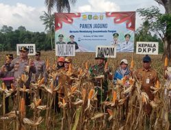 Bersama Forkopimda, Pemkab Sumenep Gelar Panen Raya Jagung di Kecamatan Lenteng