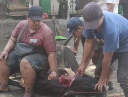 SDN Ketegan 1, Hari Raya Idul Adha Sembelih 2 Ekor Sapi dan 1 Kambing, Moment Untuk Tanamkan Peduli dan Berbagi Sesama