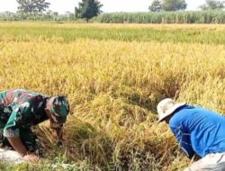 Babinsa Koramil 0815/Kemlagi Dampingi Petani Benahi Padi Rebah Jelang Panen