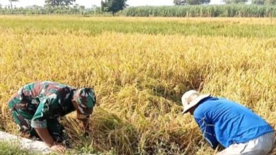 Babinsa Koramil 0815/Kemlagi Dampingi Petani Benahi Padi Rebah Jelang Panen
