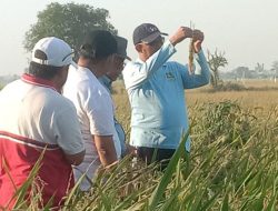 Demi Target Swasembada Pangan, Bupati Sumenep Tinjau Langsung Demplot HMS 700 di Parsanga