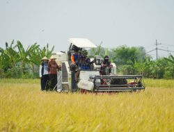Panen Raya Padi di Kelurahan Gunung Gedangan, Wali Kota Mojokerto Turun Sawah Gunakan Combine Harvester
