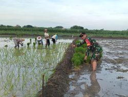 Komitmen Ketahanan Pangan, Koramil 0815/06 Kemlagi Intensifkan Pendampingan Tanam Padi