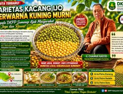 Kacang Ijo Kuning Asli Sumenep Jadi Varietas Langka, DKPP Siapkan Hak Paten 